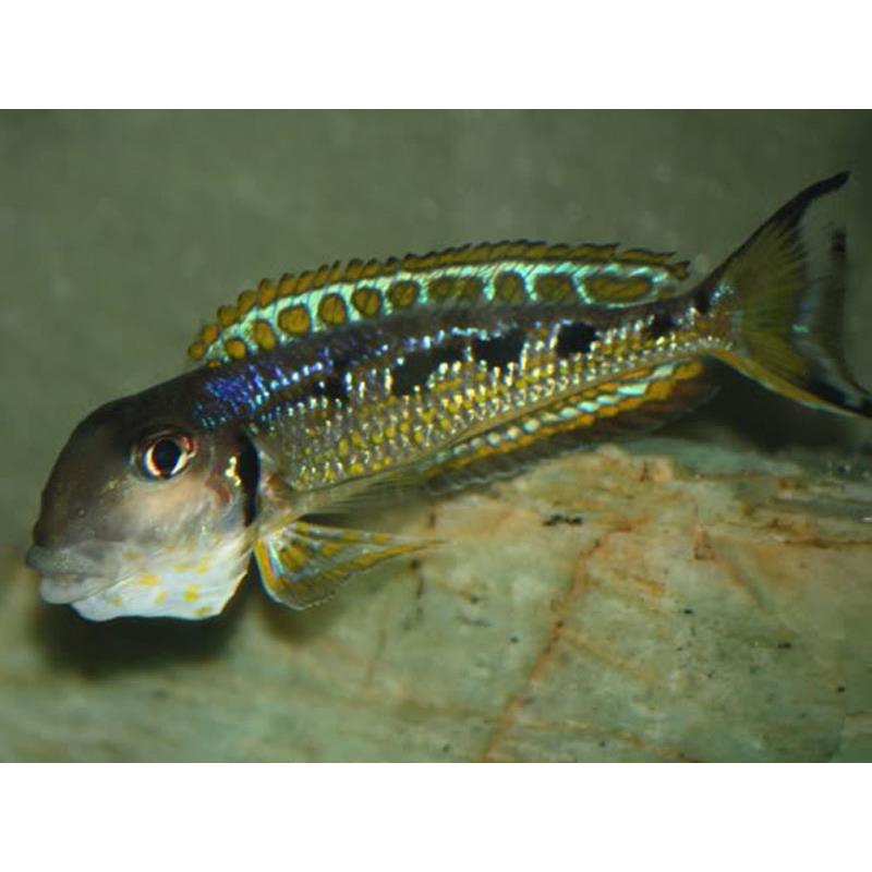 Xenotilapia ochrogenys MZURI - imagine 5
